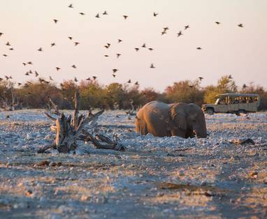 011-etosha-wildlife