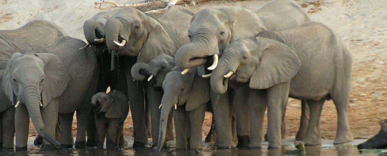 Snelleman__Namibië_olifanten