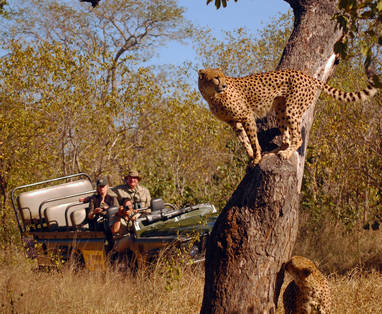 cheetahs_3_lrg