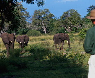 Olifanten van heel dichtbij bewonderen tijdens wandelsafari in Nyerere National Park