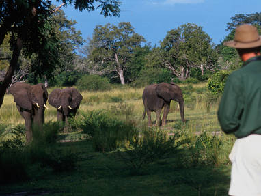 Olifanten van heel dichtbij bewonderen tijdens wandelsafari in Nyerere National Park