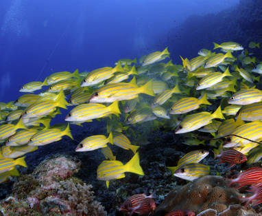 yellowfish_high
