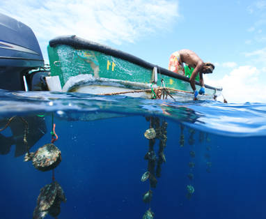 FP_-_Parels_op_Manihi_Gregoire_Le_Bacon_22970