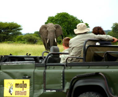 olifant