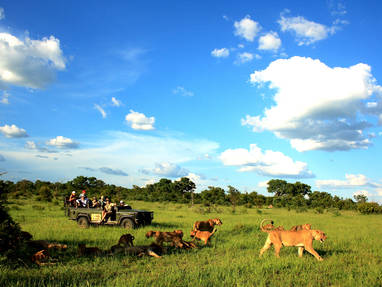 safari_(2)