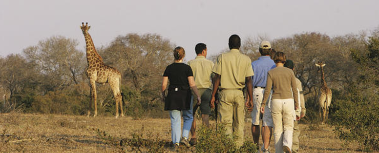 safari3