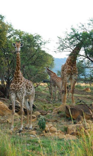 Giraffe