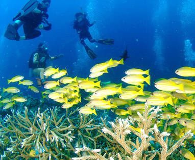 Onderwaterwereld van Phang Nha