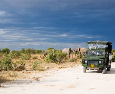 safari