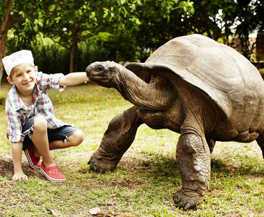 Aldabra_Tortoises_-_Meeting_James