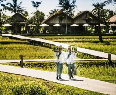 Tuinen met rijstvelden en obers bij Phum Baitang nabij Siem Reap