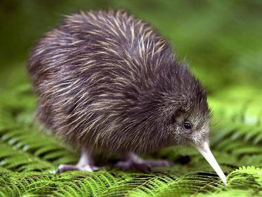 kiwi_1