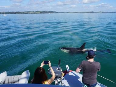 Carino_Sailing___Dolphins_2