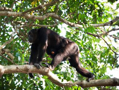 chimpansee bij Greystoke Mahale in Tanzania