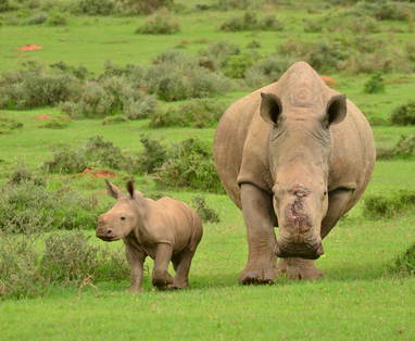 Thandi-calf-Feb2015-FVPletzen