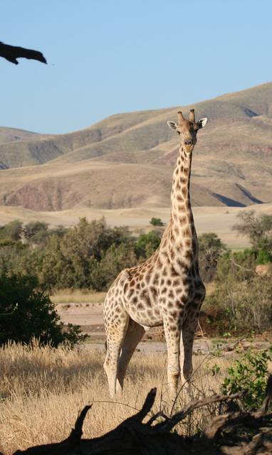 Giraffe1