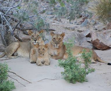 lions