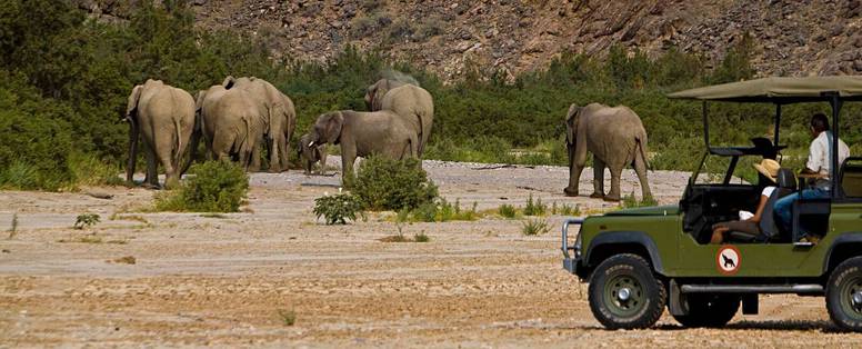Safari