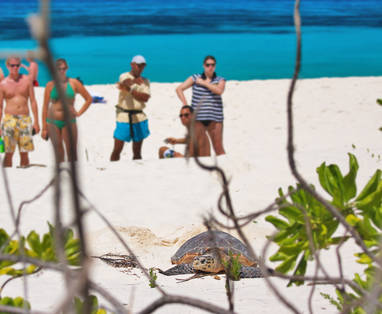 Turtle_spotting