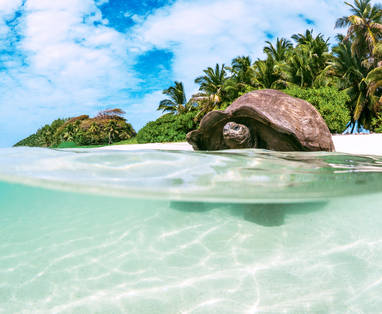 BlueSafari-alphonse-tortoise-02-KeithRoseInnes_(1)