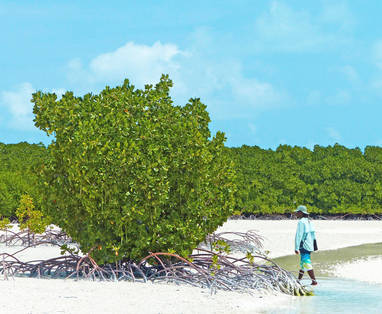 BlueSafari-alphonse-mangroves-02-PepNogués_(1)