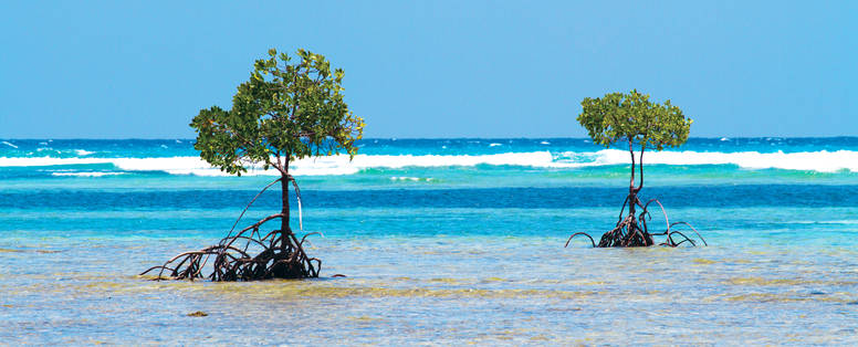 BlueSafari-poivre-scenic-01_(1)