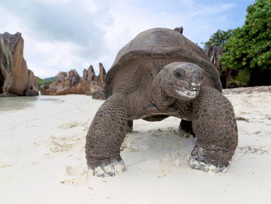 STB_6_Tortoise_Curieuse_Is