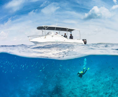 BlueSafari-alphonse-diving-60-AnthonyGrote
