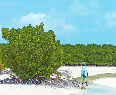 BlueSafari-alphonse-mangroves-02-PepNogués_(1)