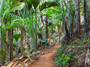 Vallée_de_Mai_-_Praslin