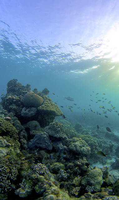 Reef_fish