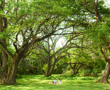 Ulagalla-1973-2500px