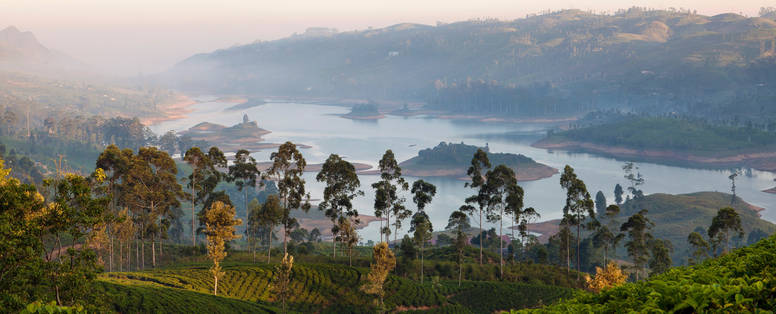Tea_Trails_area_7
