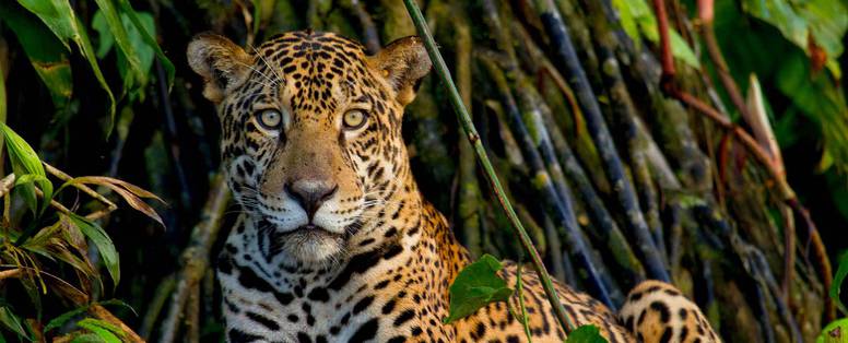 PE_amazone_rainforest_expeditions_Jaguar_Search_by_Lucas_Bustamante