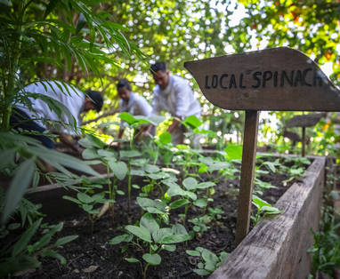 CM_Song_Saa_private_island_kruidentuin_groente_chef_garden_1