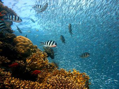 fish-378286_1920
