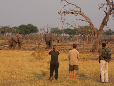 Oog in oog met het wild tijdens een wandelsafari van Sango Safari Camp in Botswana