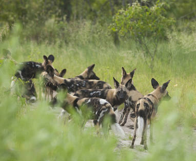 Wilde_honden_in_Ruaha_TT