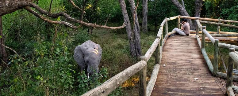 olifant bij Nambwa Tented Lodge in Namibië
