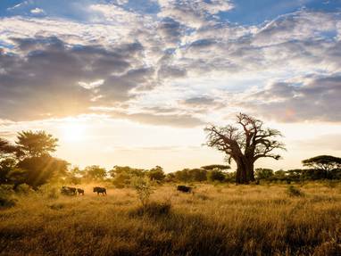 bush bij Pamushana lodge in Zimbabwe