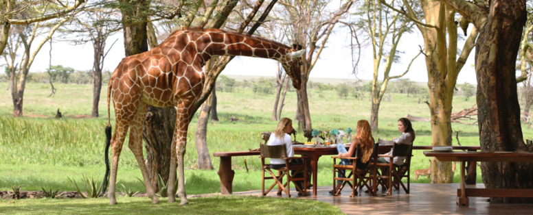 giraffe bij sirikoi lodge in kenia