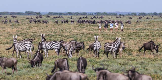 Nyasi Migrational Camp, Serengeti National Park, Tanzania