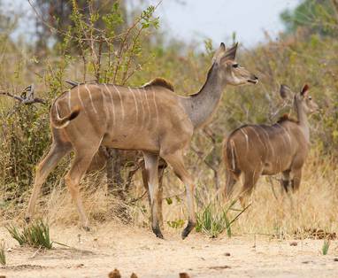 137130_Jabali_Private_House_Activities_Kudu_Sitings