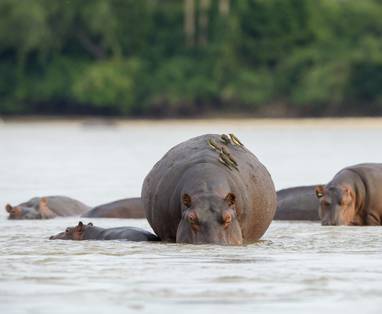 Safari in Nyerere National Park, Nijlpaarden