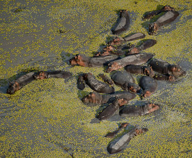 Nijlpaarden in een meer in Nyerere National Park