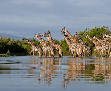 Een kudde giraffen in een waterpoel in het Nyerere National Park