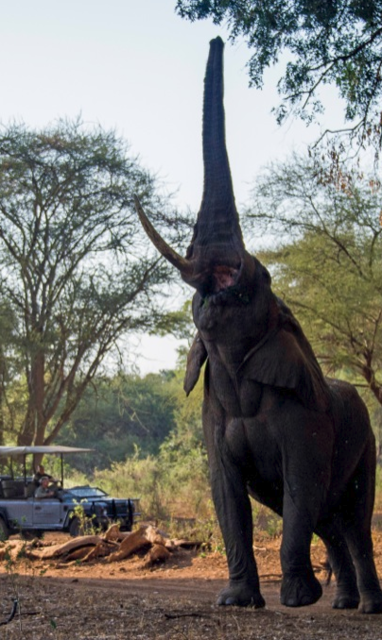safari