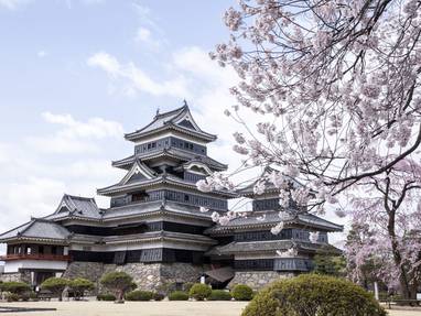 Het Japanse Matsumoto kasteel omringd door roze kersenbloesems.