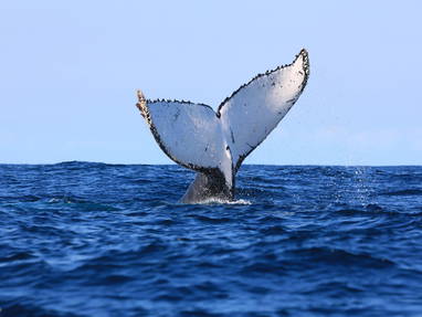 Walvissen bij de Gwe Gwe Beach lodge
