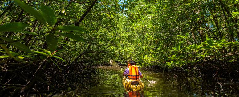 Kajakken door mangrove bossen